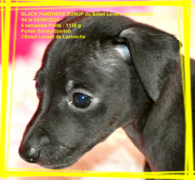 Les chiots de Petit Levrier Italien