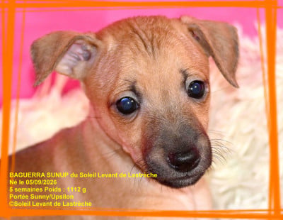 Les chiots de Petit Levrier Italien