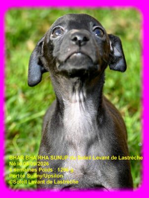 Les chiots de Petit Levrier Italien