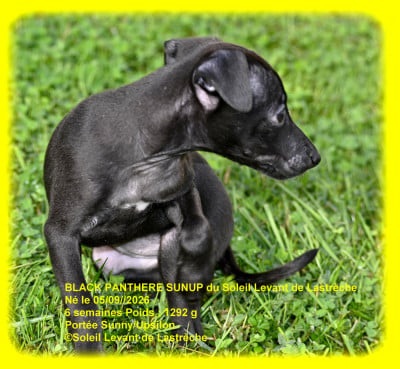 Les chiots de Petit Levrier Italien