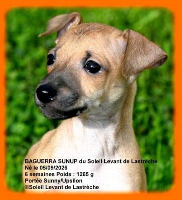 Les chiots de Petit Levrier Italien