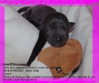 Les chiots de Petit Levrier Italien