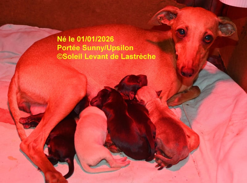 Petit Levrier Italien - du soleil levant de Lastrèche
