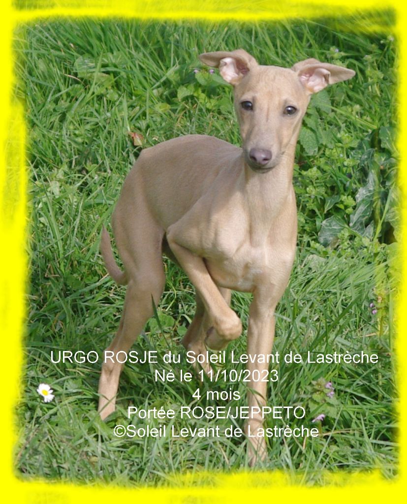 urgo rosje du soleil levant de lastrèche