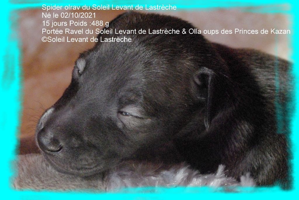 SAPHYR OLRAV du Soleil Levant de Lastrèche