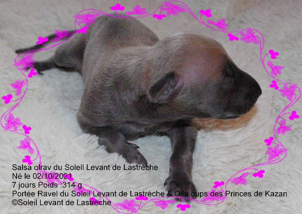 SALSA OLRAV du Soleil Levant de Lastrèche