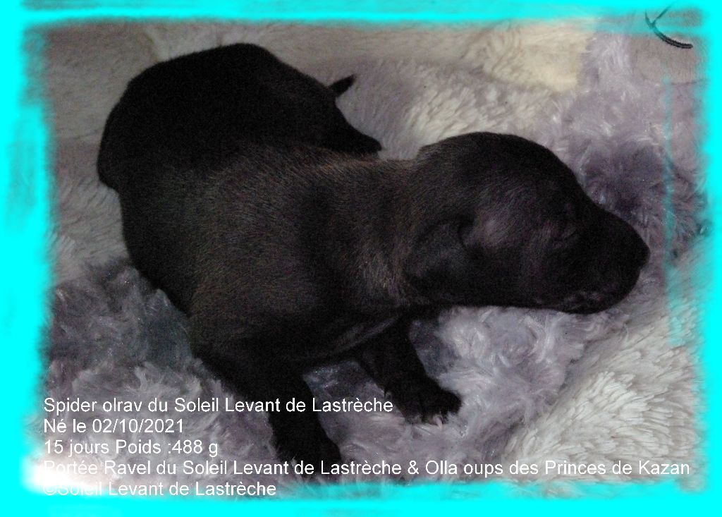 SAPHYR OLRAV du Soleil Levant de Lastrèche
