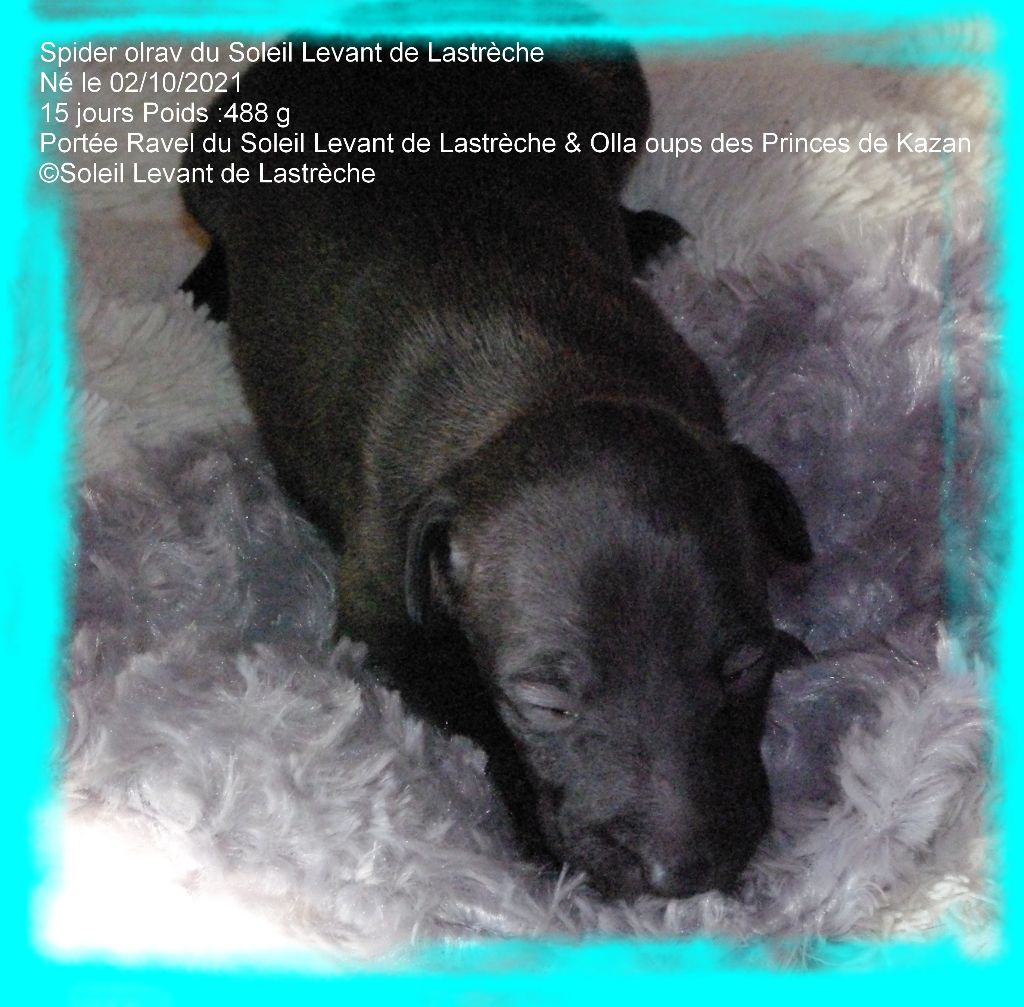 SAPHYR OLRAV du Soleil Levant de Lastrèche