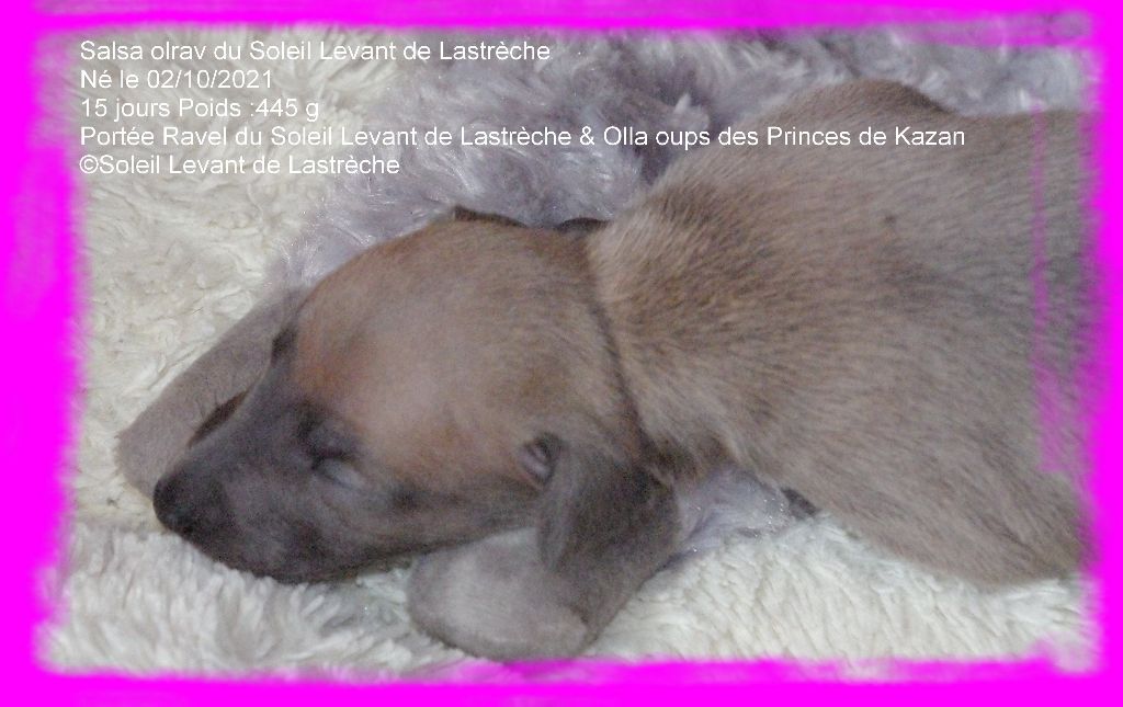 SALSA OLRAV du Soleil Levant de Lastrèche