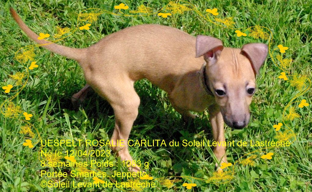 uespelt rosalie carlita