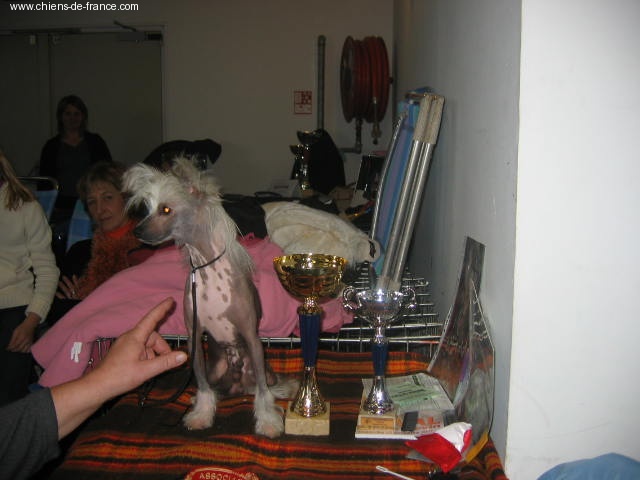 Cochize Du royaume des hauts champenois - excellent. 1er .meilleur de race classe jeune