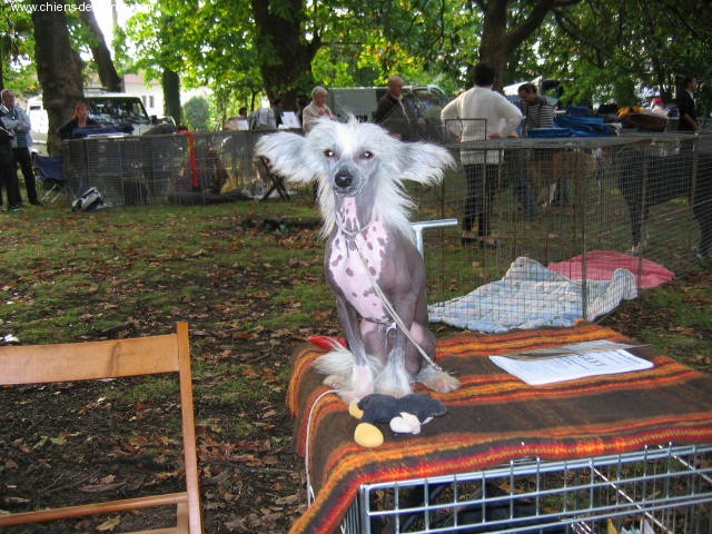 Cochize Du royaume des hauts champenois - très prometeur classe puppy