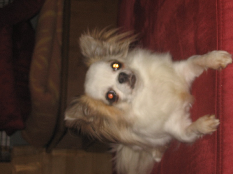 Publication : du Temple des Incas