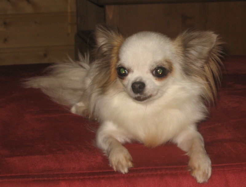 Publication : du Temple des Incas