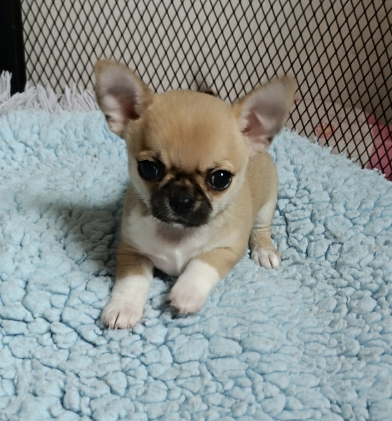 Bébé 2 - Chihuahua