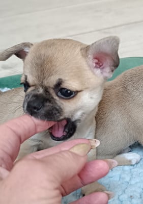 Bébé 1 - Chihuahua