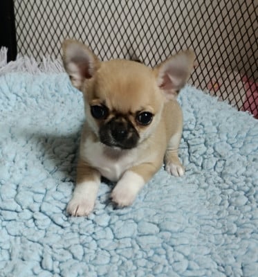 Bébé 2 - Chihuahua