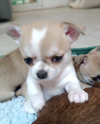 Chihuahua