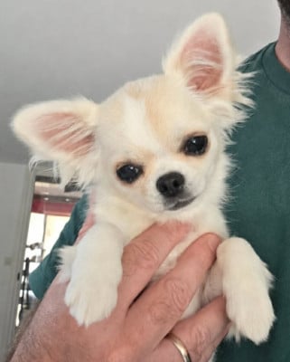 Les chiots de Chihuahua