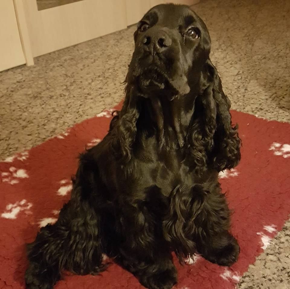 Publication : de kerdero Auteur : martine herrou