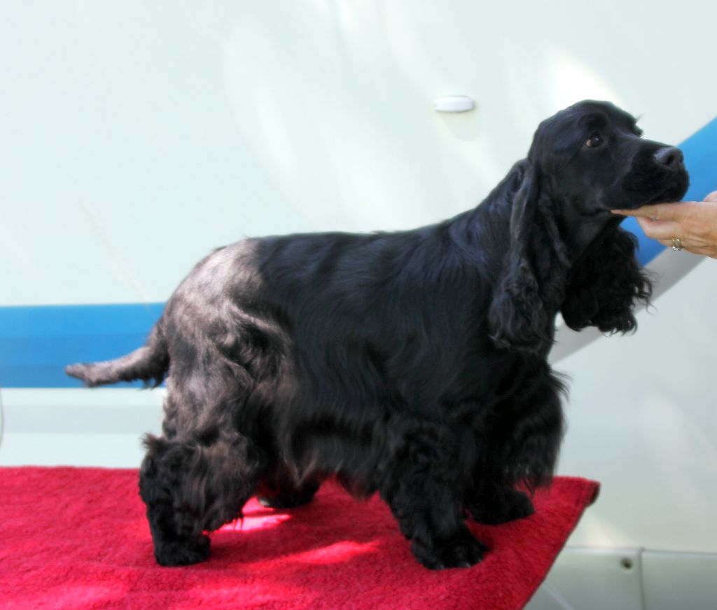 Publication : de kerdero Auteur : martine herrou