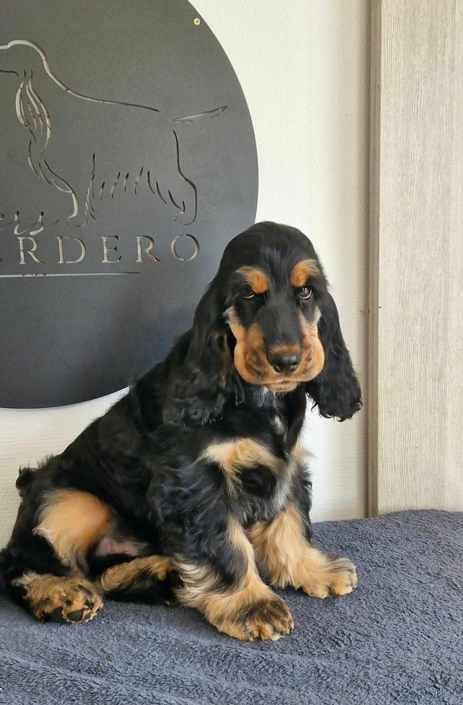 All you need is love aston de kerdero