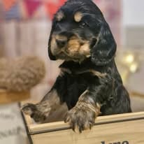 All you need is love aston de kerdero