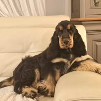 All you need is love aston de kerdero