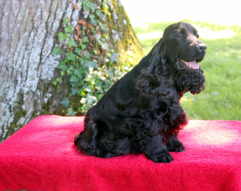 Publication : de kerdero Auteur : martine herrou