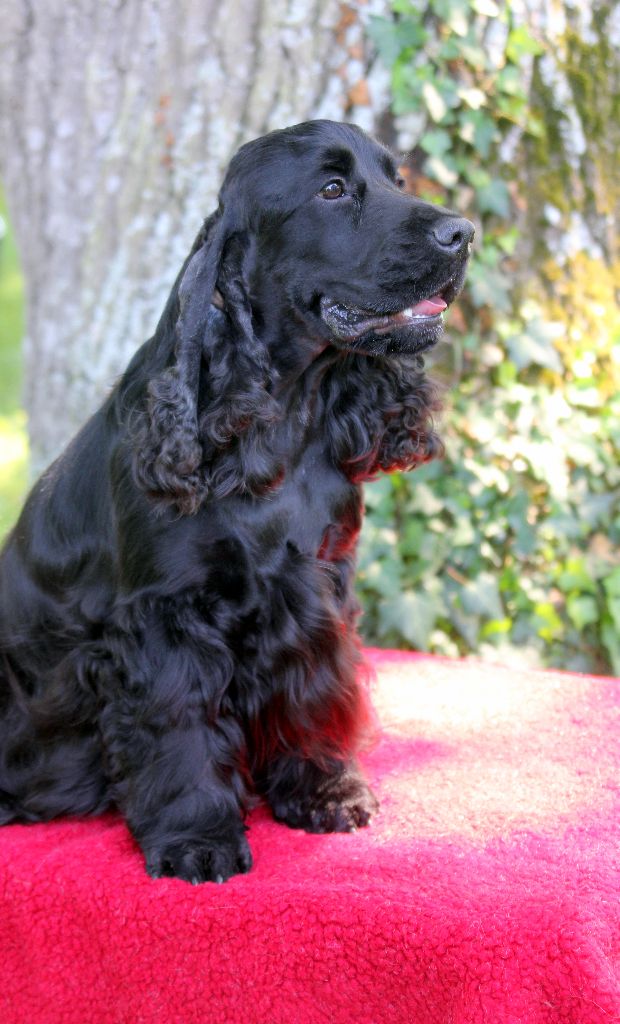 Publication : de kerdero Auteur : martine herrou