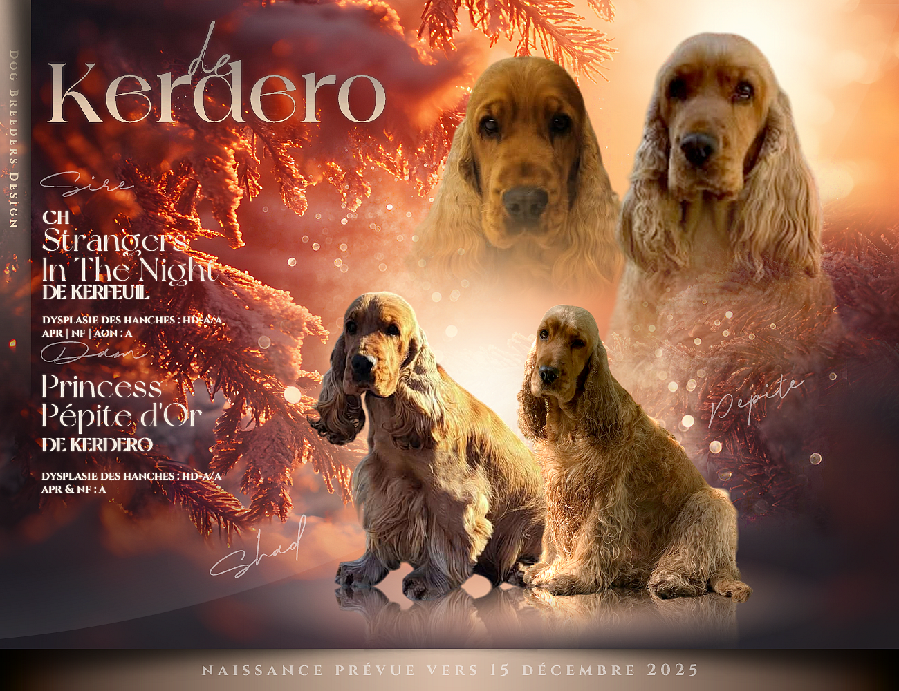 CHIOT 2 - Cocker Spaniel Anglais