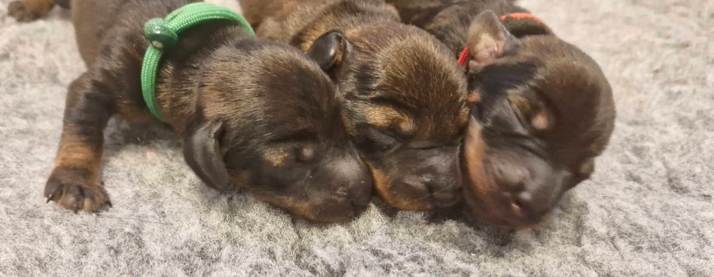 CHIOT 2 - Teckel poil dur