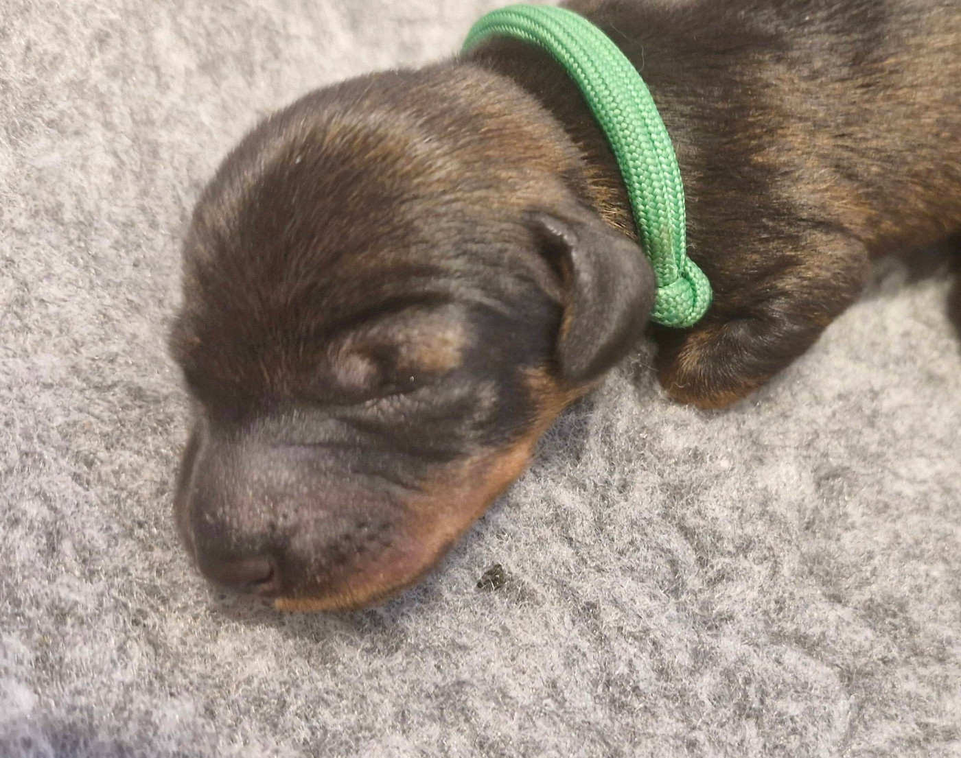 CHIOT 3 - Teckel poil dur