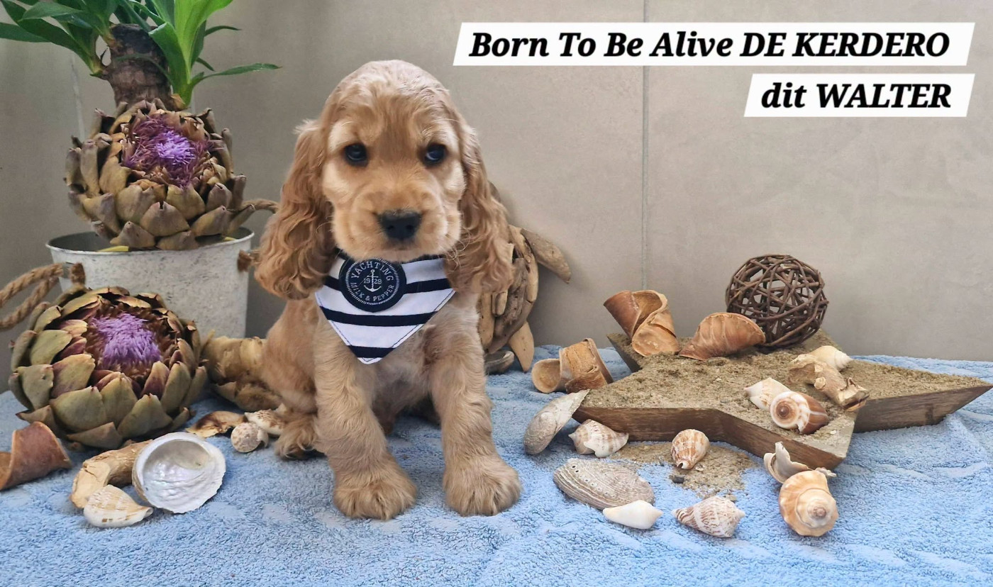 Born To Be Alive DE KERDERO dit WALTER