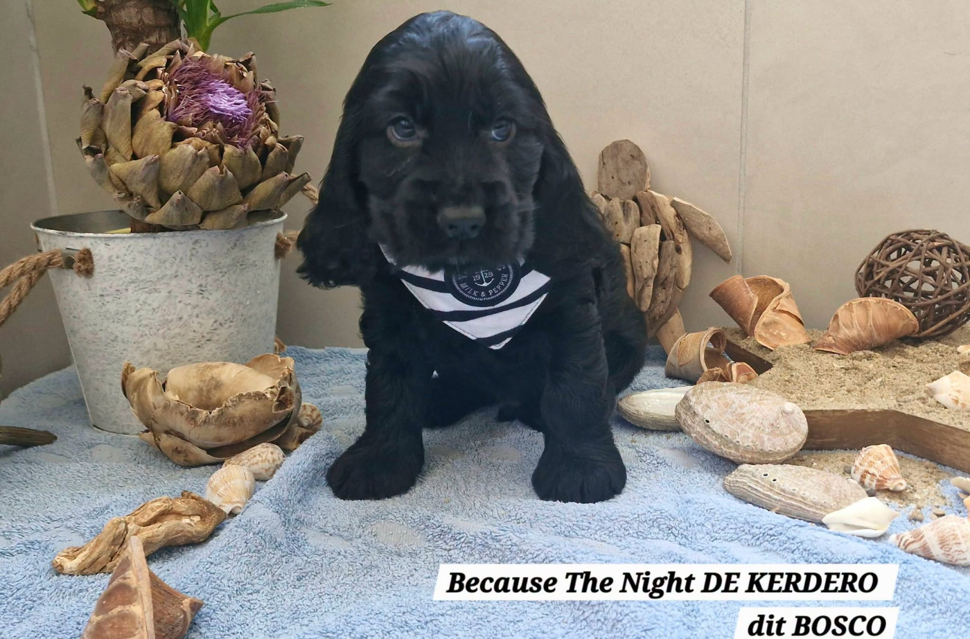 Because The Night DE KERDERO dit Bosco
