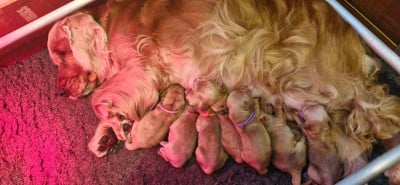 Les chiots de Cocker Spaniel Anglais