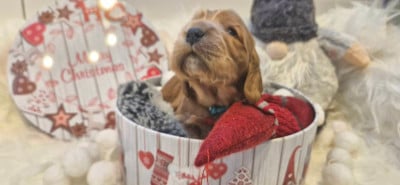 Les chiots de Cocker Spaniel Anglais