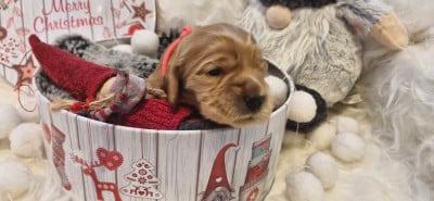 Les chiots de Cocker Spaniel Anglais