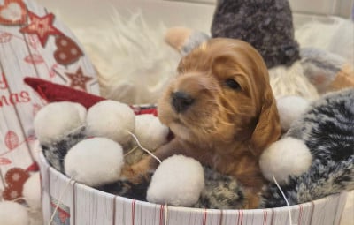 Les chiots de Cocker Spaniel Anglais