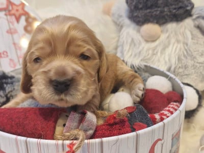 Les chiots de Cocker Spaniel Anglais
