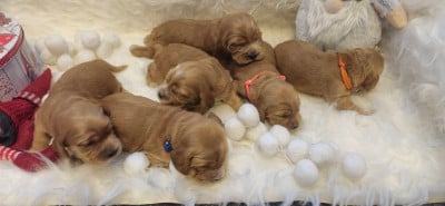 Les chiots de Cocker Spaniel Anglais