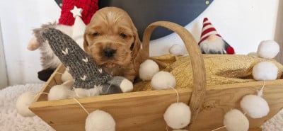 Les chiots de Cocker Spaniel Anglais