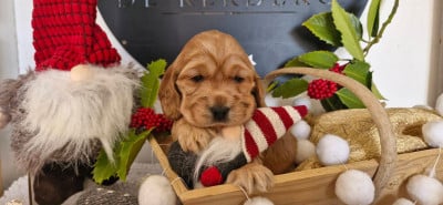 Les chiots de Cocker Spaniel Anglais