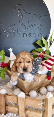 Les chiots de Cocker Spaniel Anglais