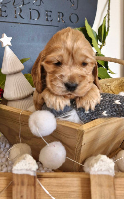 Les chiots de Cocker Spaniel Anglais