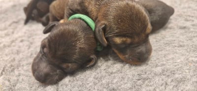 Les chiots de Teckel poil dur