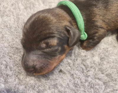 Les chiots de Teckel poil dur