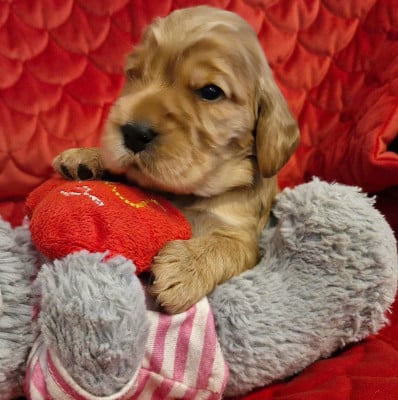Les chiots de Cocker Spaniel Anglais