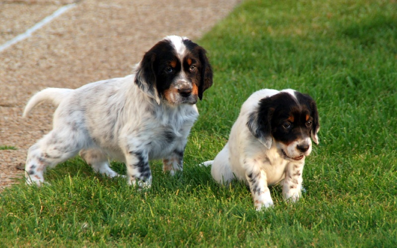Chiot - Elevage de kerdero - eleveur de chiens Setter anglais