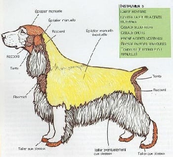 Accueil Elevage De Kerdero Eleveur De Chiens Cocker Spaniel Anglais